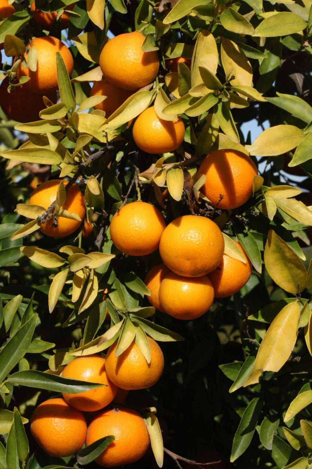              Fruit (Riverside, CA)       